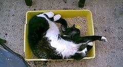 cat-sleeping-in-a-litter-box